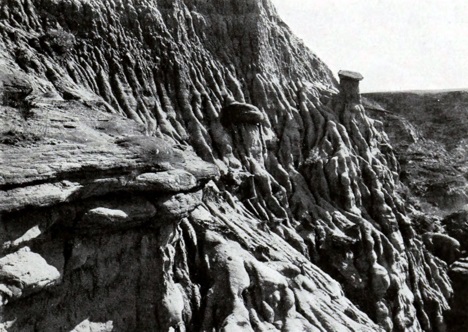 Excavation of Ankylosaurus skull (centre, above the pick) by the Red Deer River, 1910