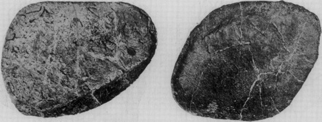 Ankylosaurus Osteoderms