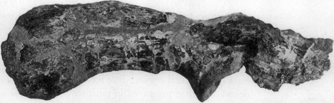 Ankylosaurus scapula