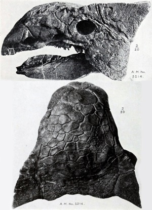 Ankylosaurus Skull